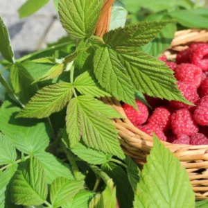 Feuilles de framboisier séchées en sachet 50 g Kenza Market, tisane pour le confort du cycle féminin et la digestion.