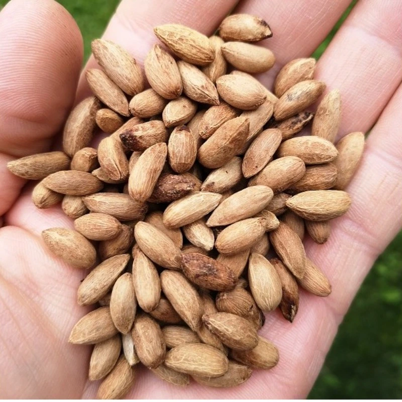 Graines de neem naturelles – sachet 50 g