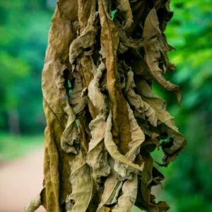 Feuilles de papayer séchées – Infusion naturelle pour la digestion et le bien-être