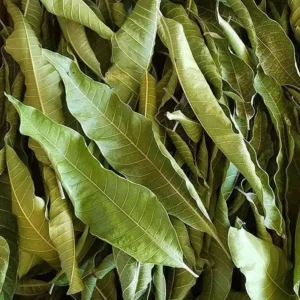 Feuilles de manguier séchées 50 g